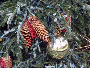 Holiday Conifers