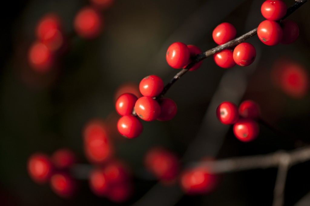 Ilex verticillata 'Winter Red'