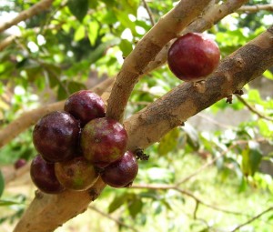 Jabuticaba