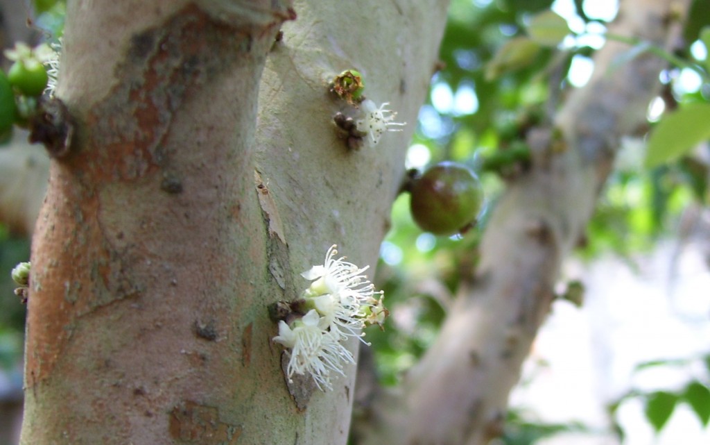 Jabuticaba flower