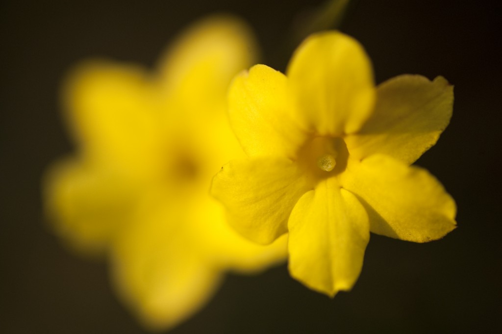 Jasminum nudiflorum