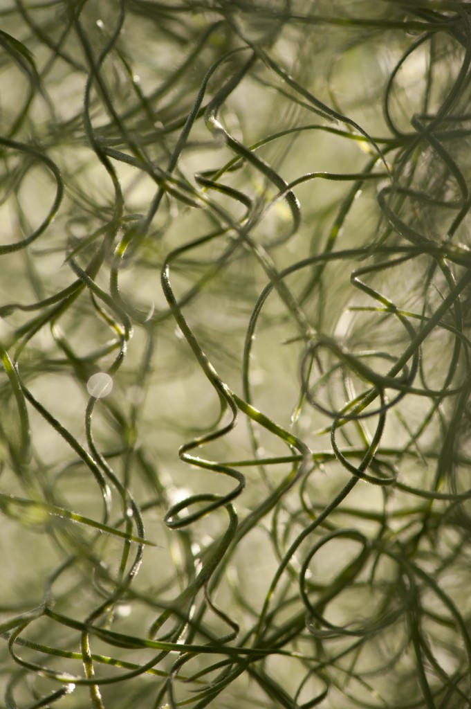 Ringlets