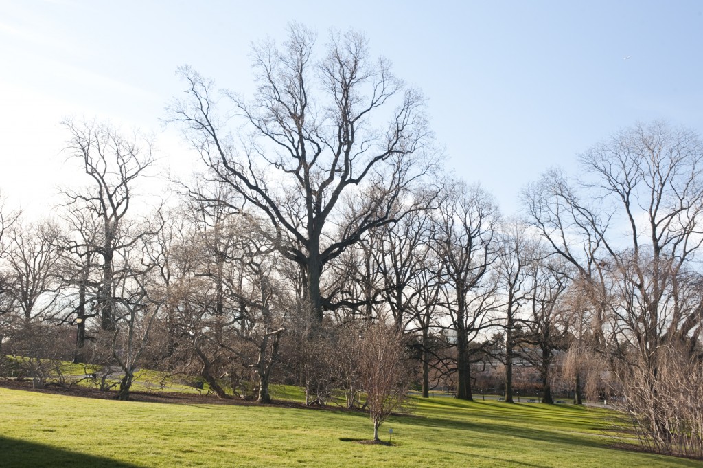 NYBG