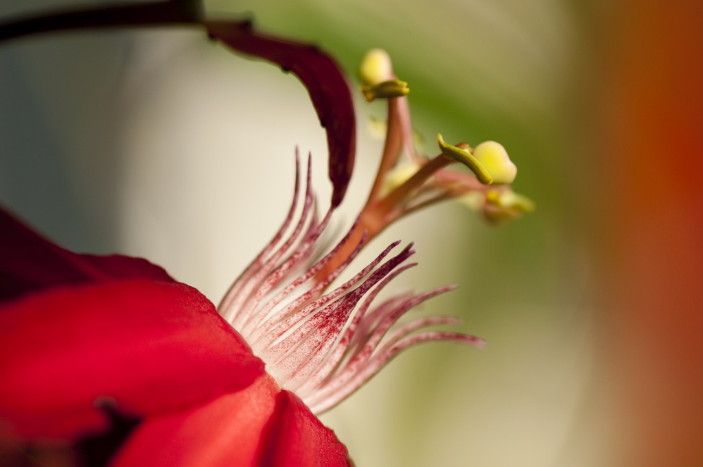 Passiflora 'Grace Ann' 06