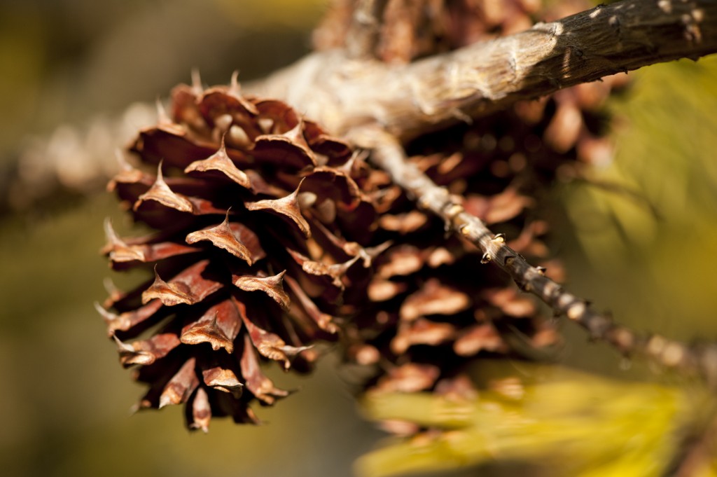 Pinus virginiana 'Wate's Golden'