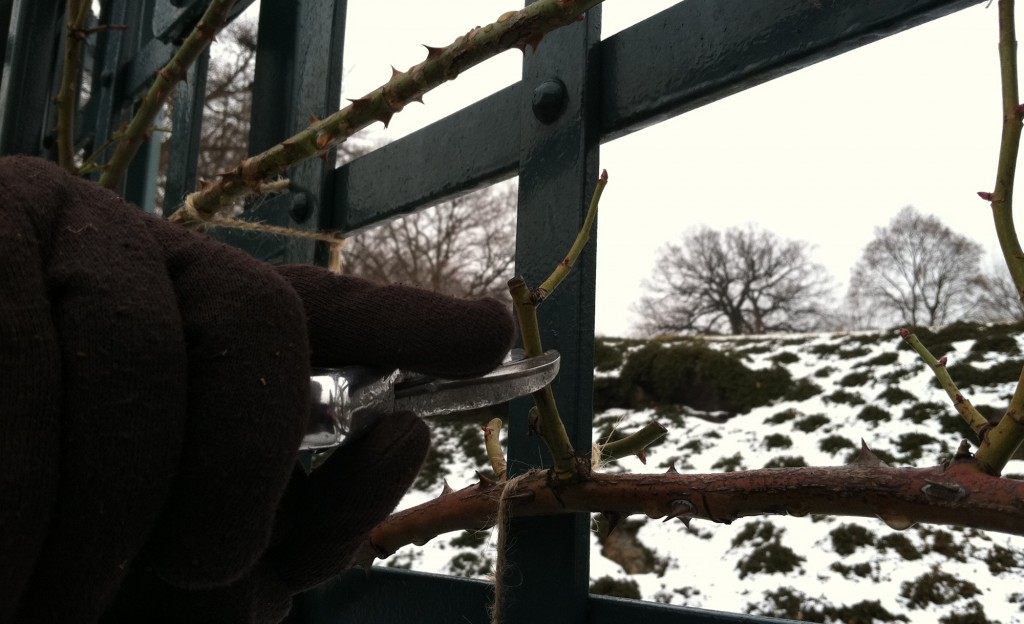 Pruning Laterals