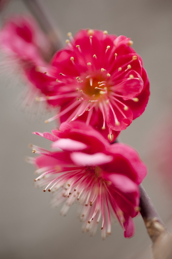 Prunus mume 'Matsurabara Red'