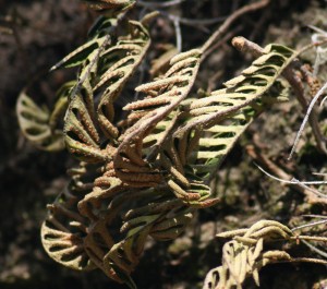 Resurrection fern