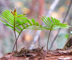 Resurrection fern