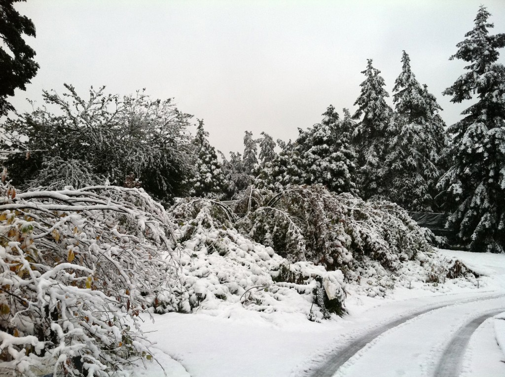 October Storm at the NYBG