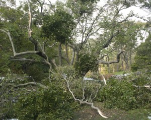 October Storm at NYBG