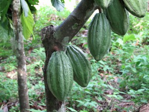 Cocoa tree