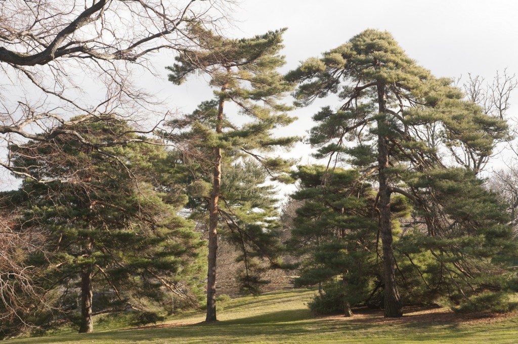 Conifers at the NYBG