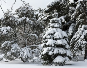 Winter conifer