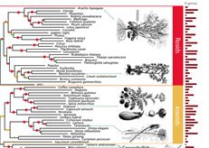 Tree of Life for Seed Plants