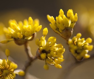 Cornus Officialis