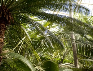 Caribbean Garden NYBG