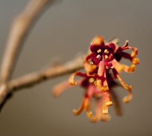 Hamamelis