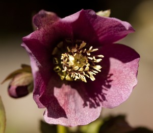 Hellebore