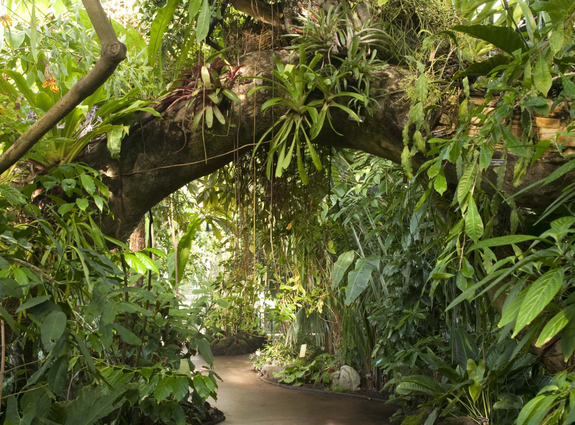 Kapok trees in full bloom----Xishuangbanna Tropical Botanical Garden,CAS