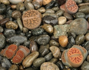 Lithops Garden