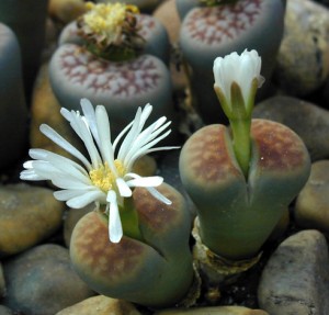 Lithops