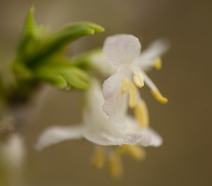 honeysuckle