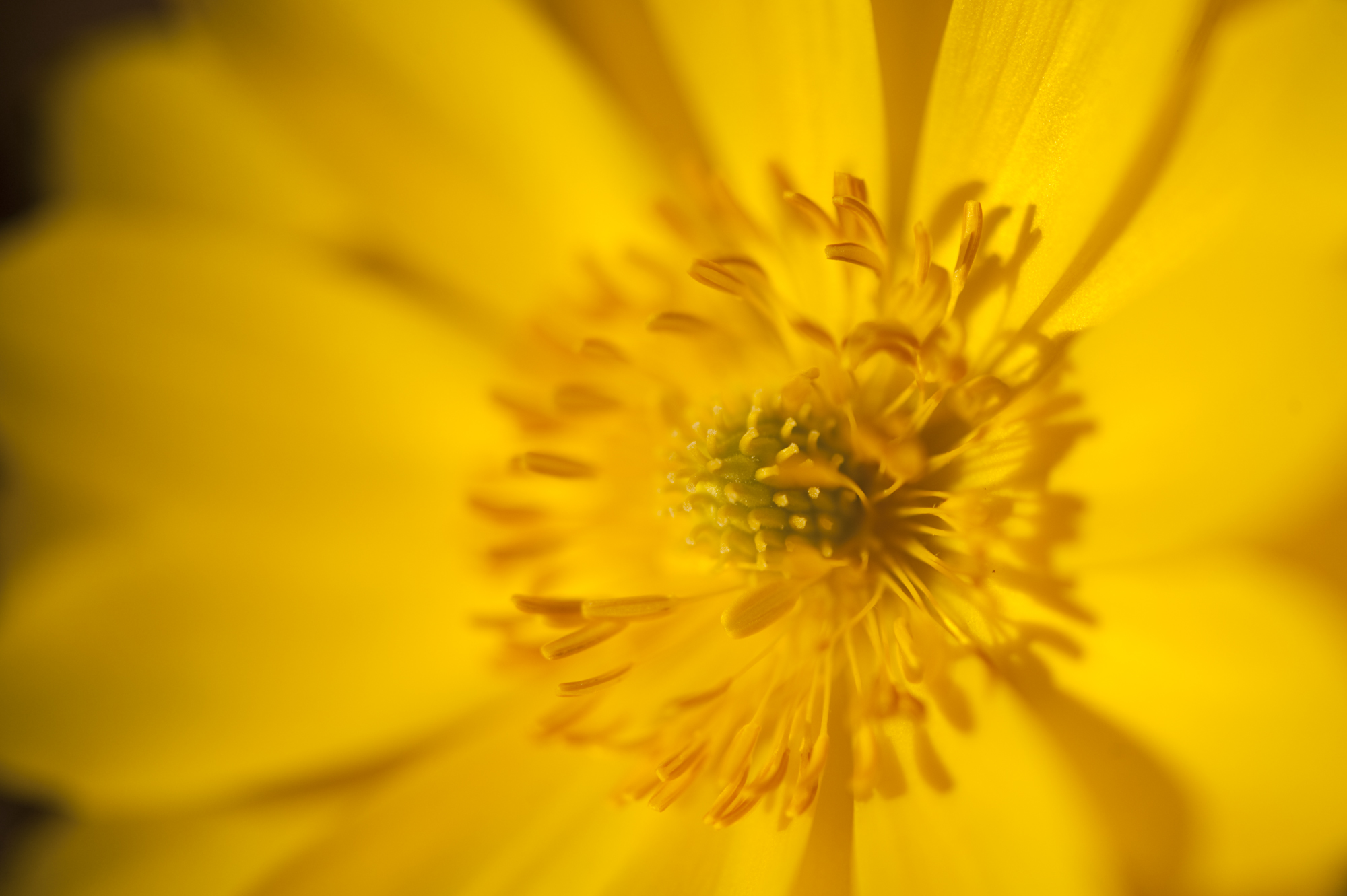 Amur Adonis Archives Plant Talk