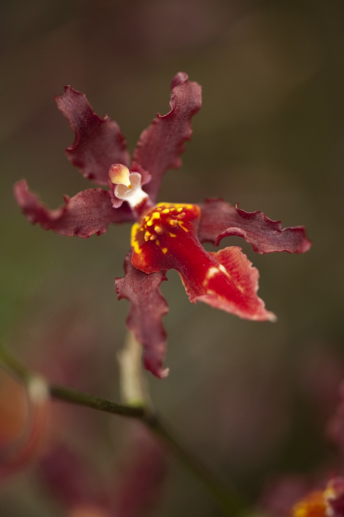 NYBG Orchid