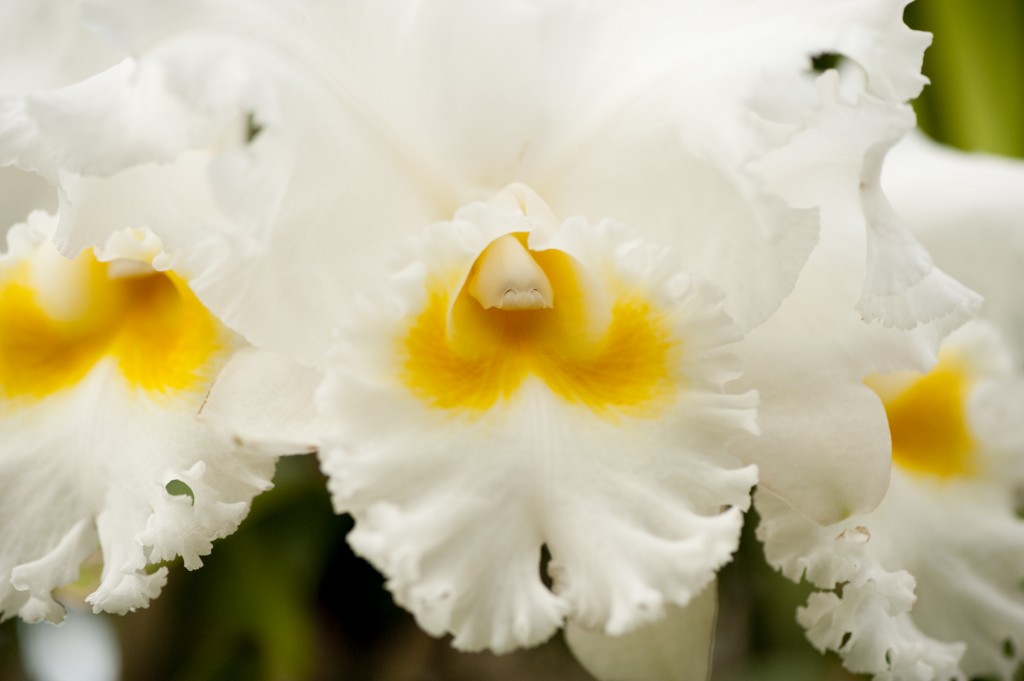 Orchids at the NYBG