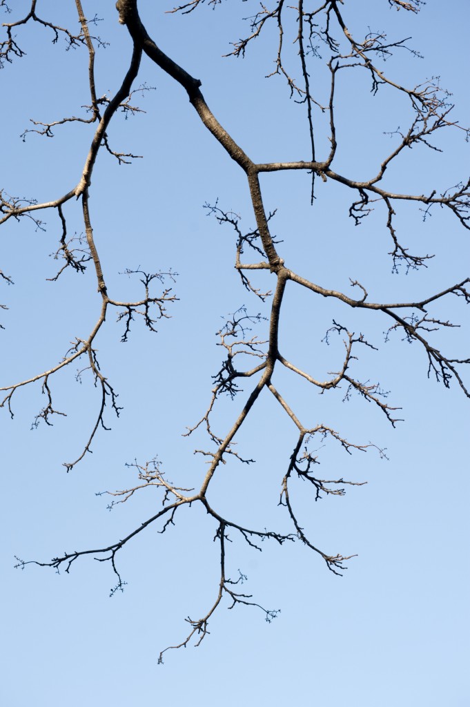 Winter Angles