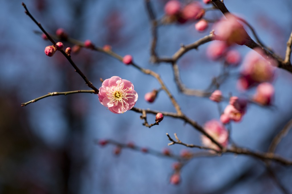 Prunus mume 'Peggy Clarke'