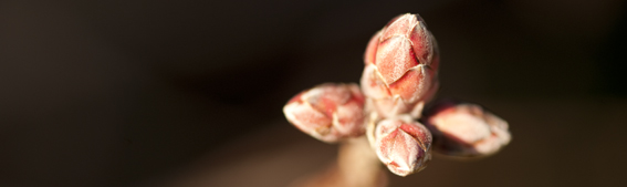 Rhododendron Header