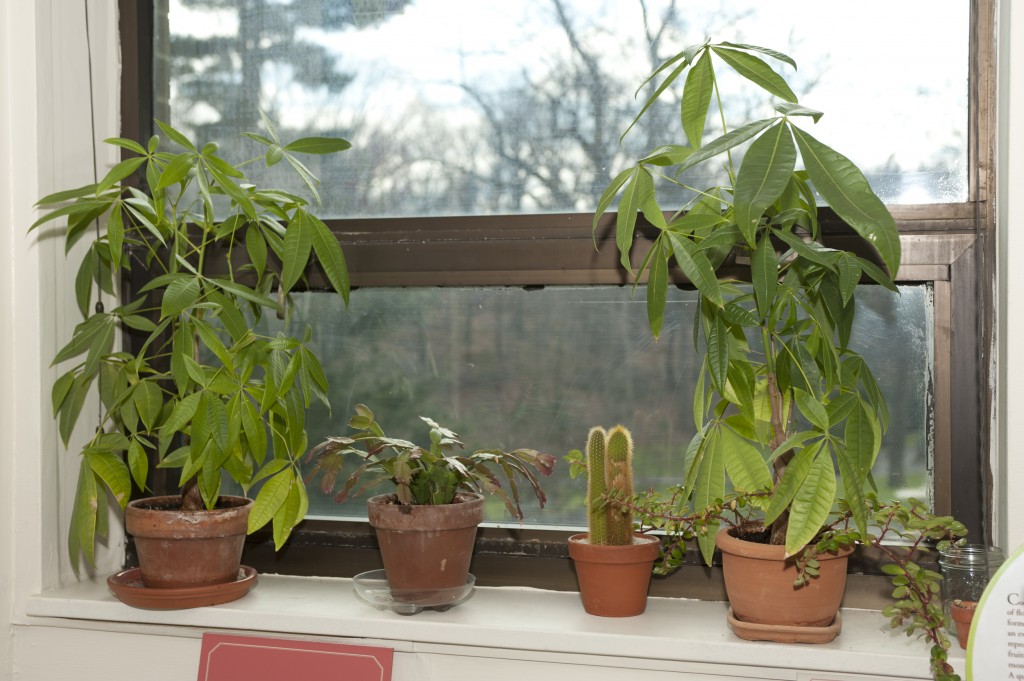 Windowsill garden