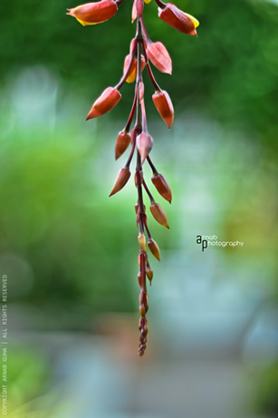 Nature's Jewellery by Arnab Guha