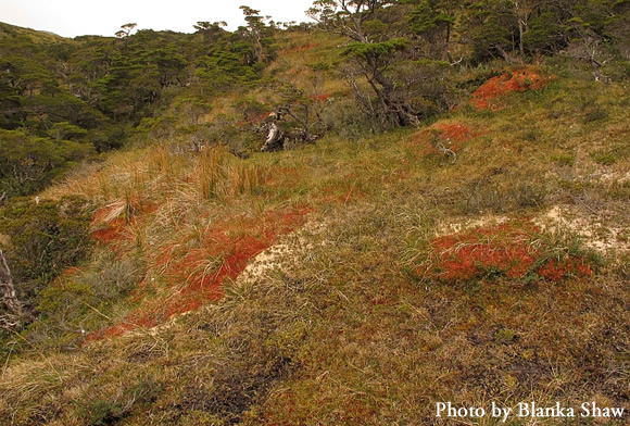 Tundra with Sphagnum magellanicum