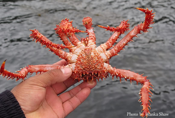 Male Centolla (King Crab) on Isla Darwin