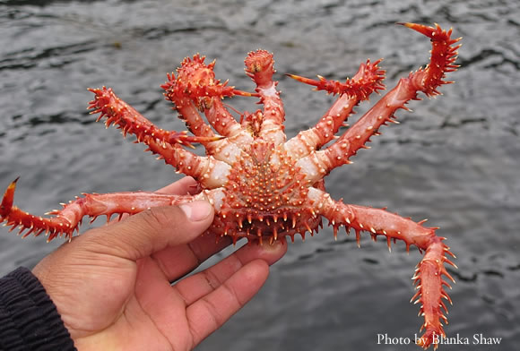 Male Centolla (King Crab) on Isla Darwin Male Centolla (King Crab) on Isla Darwin