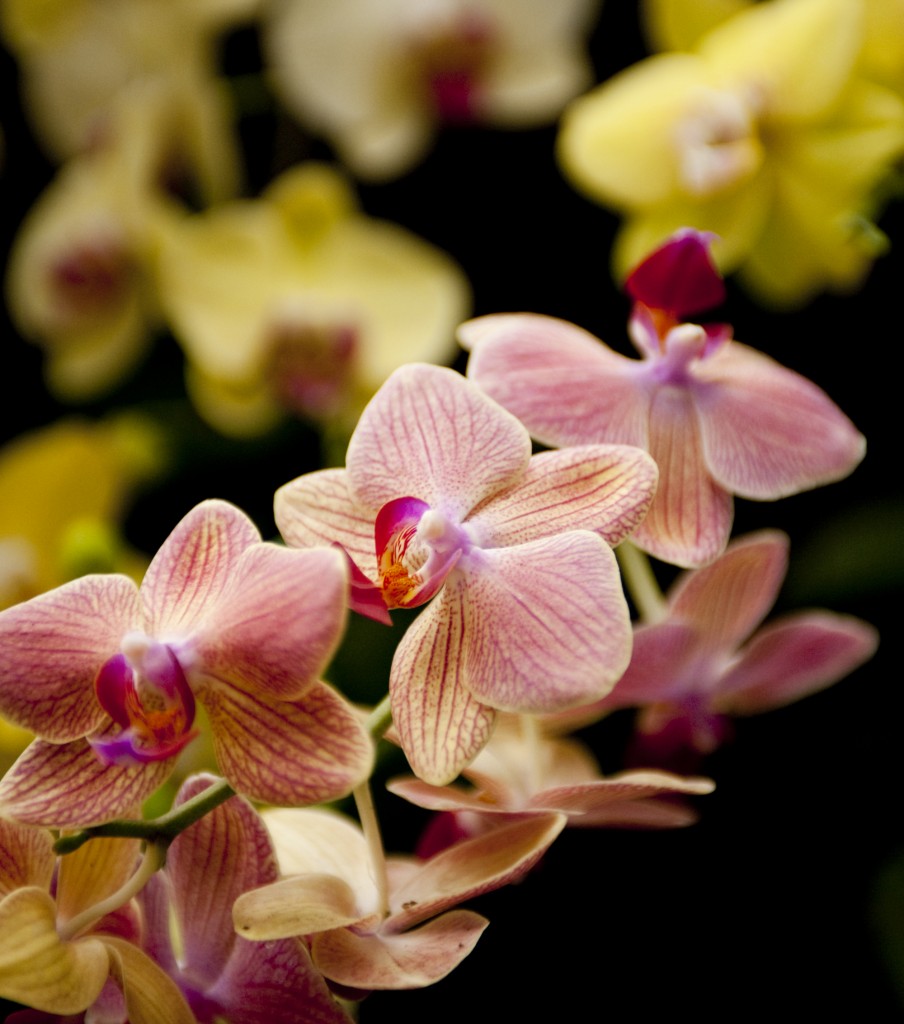 Buying an Orchid Plant Talk