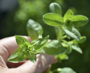 Chickweed