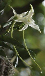 Star Orchid Care How To Grow A Star Orchid Plant