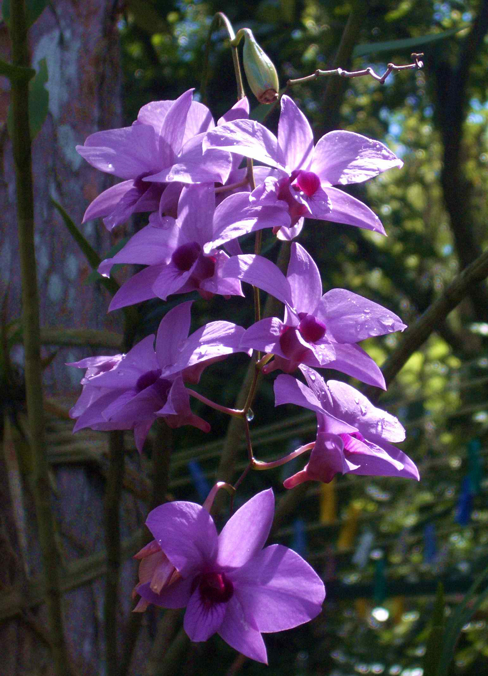 Dendrobiums - Plant Talk