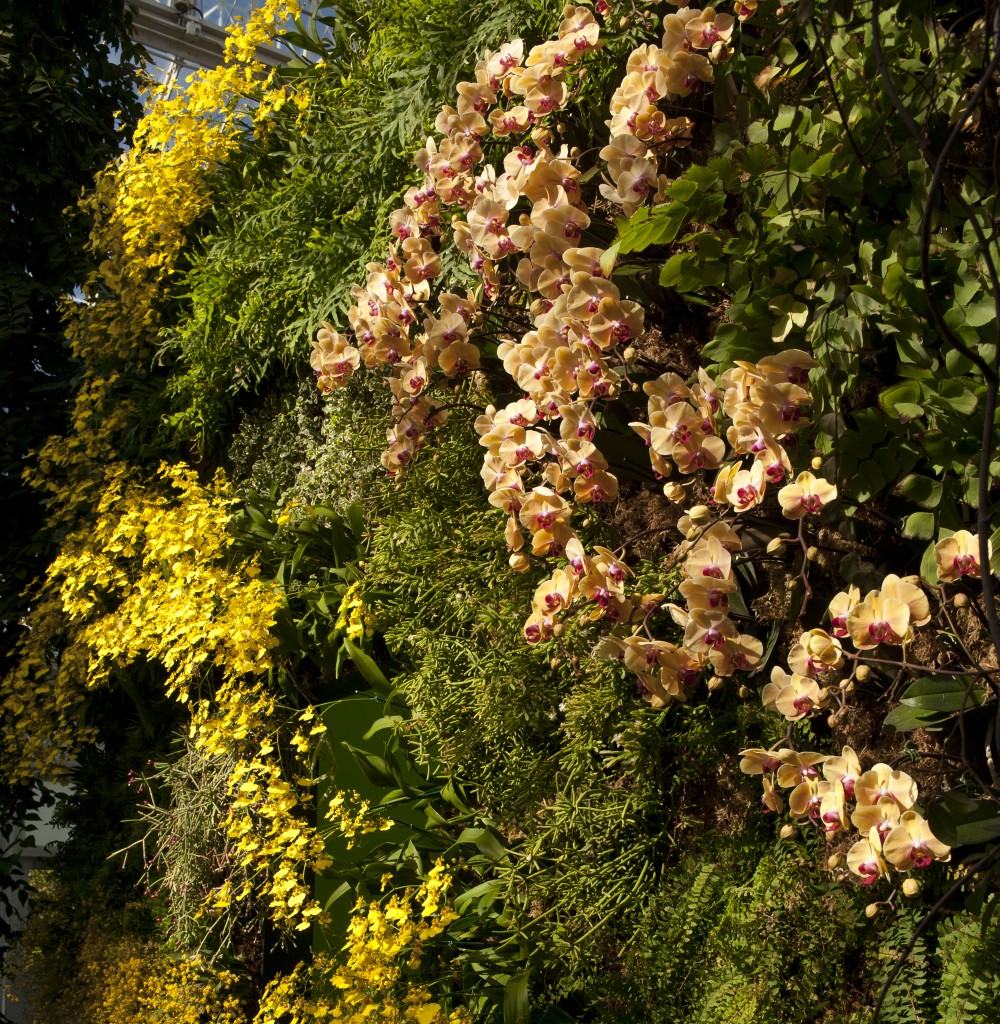 Green-Wall-5-1000x1024.jpg