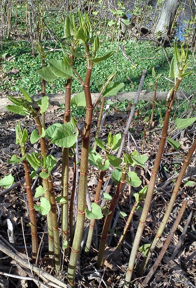 Knotweed Parfait Plant Talk