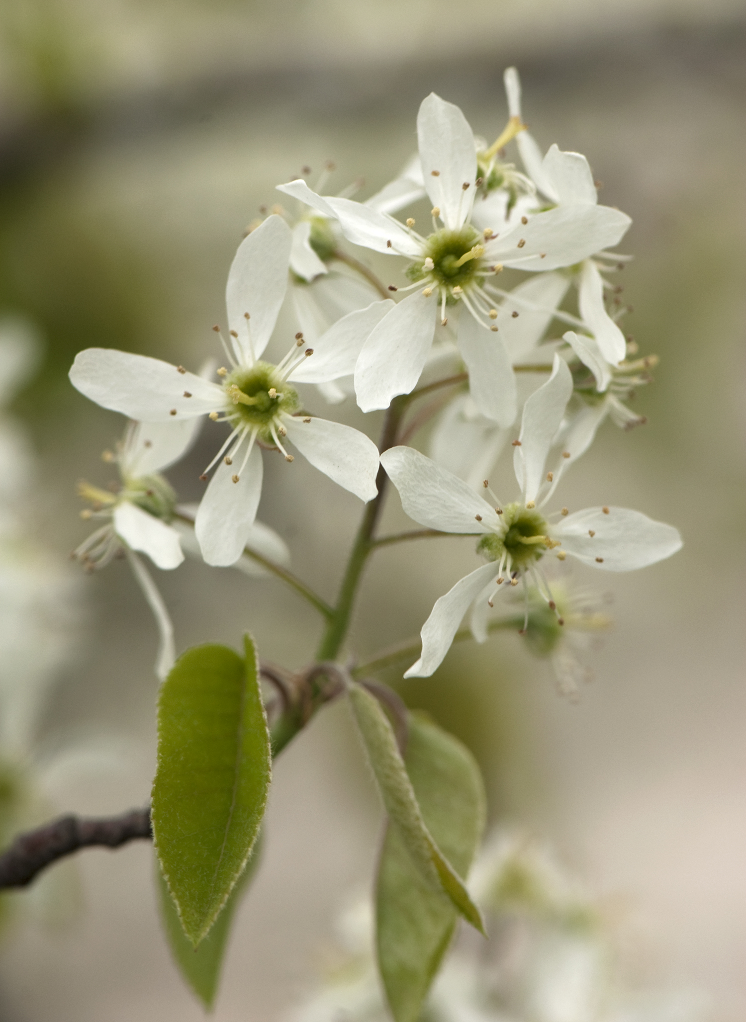 The Garden Detective: What's the White Fluff on My Serviceberry Tree?