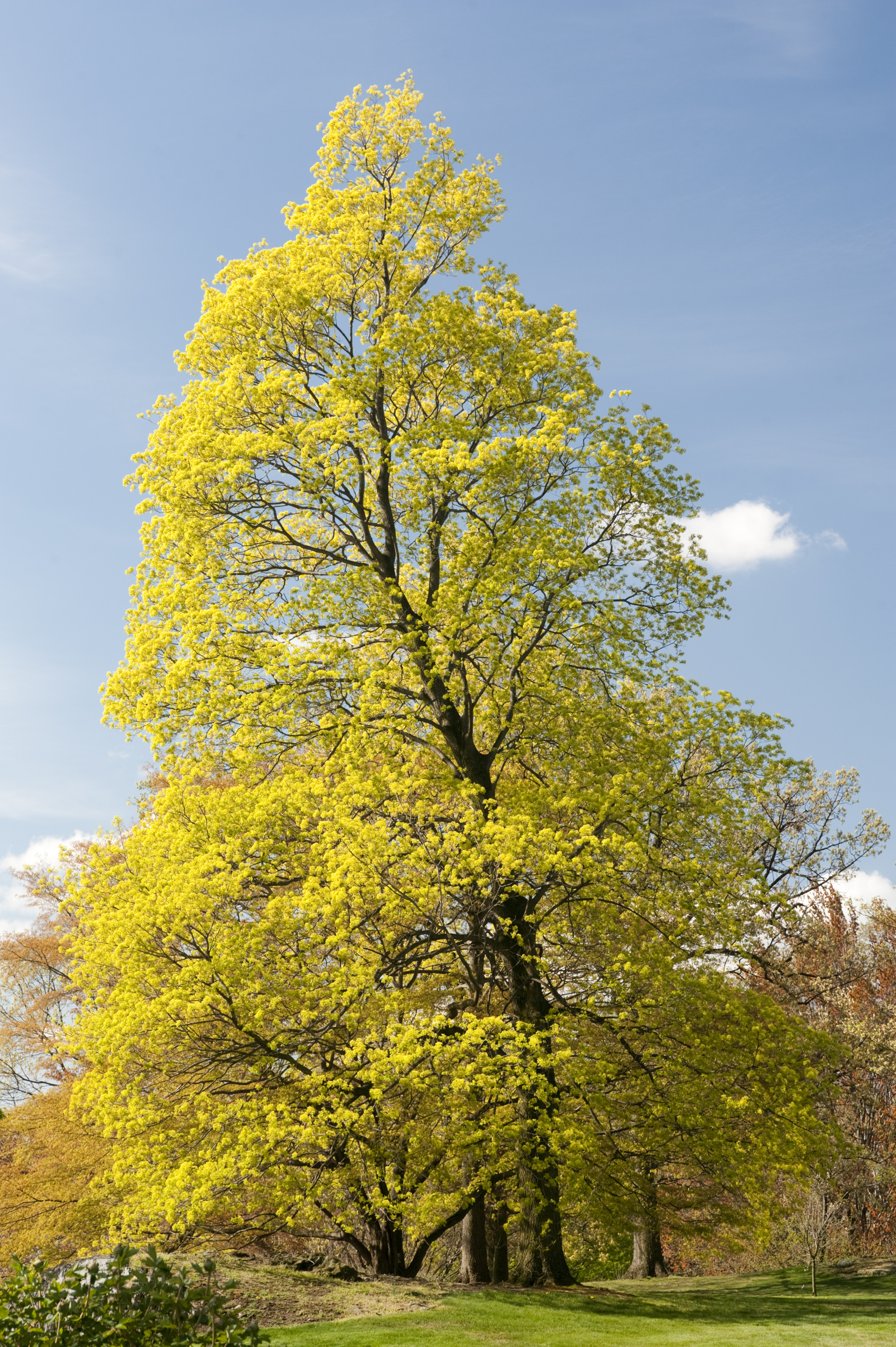 Morning Eye Candy: Speak for the Trees - Plant Talk