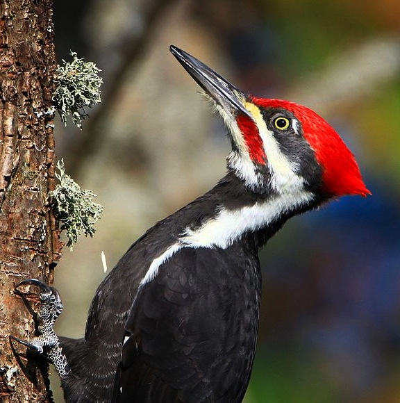 red headed pileated woodpecker