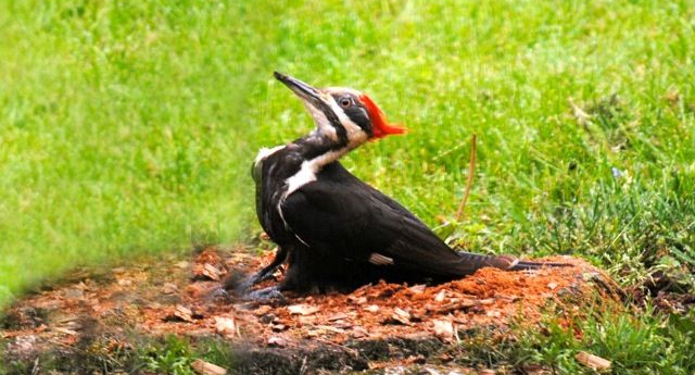 Pileated Woodpecker