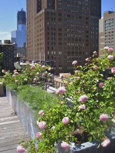 David Austen roses on Soho rooftop terrace in New York City