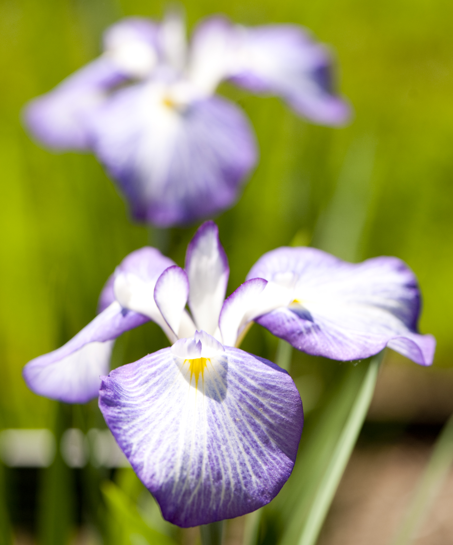 Fleur-de-Lis - Plant Talk